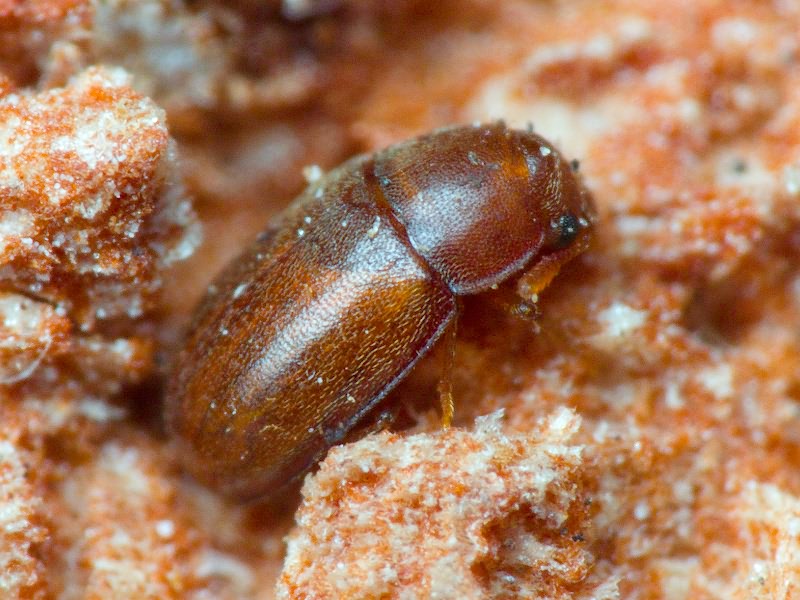 Pentaphyllus testaceus (Hellwig, 1792)